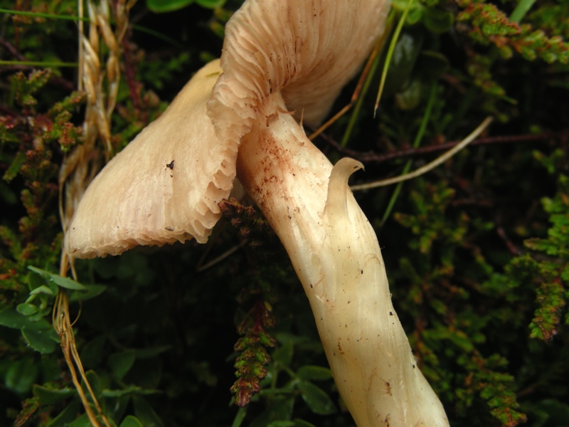 Rodosporeo da idntificare (Entoloma sp.)